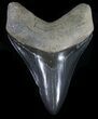 Serrated, Fossil Megalodon Tooth - Georgia #56355-1